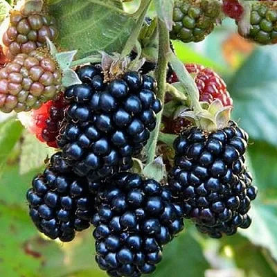 Ежевика ОУАЧИТА бесшипная в Калуге