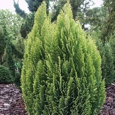 Кипарисовик ЭЛВУДИ ЭМПАЙР лавсана  Кипарисовик ЭЛВУДИ ЭМПАЙР лавсана в Калуге