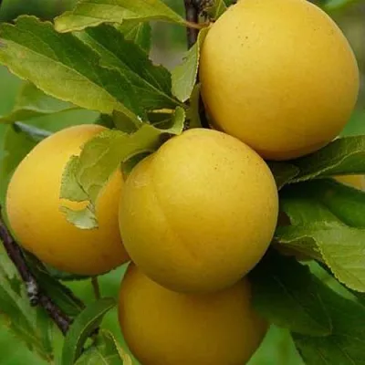 Слива СОЛНЫШКО  Слива СОЛНЫШКО в Калуге