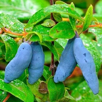 Жимолость съедобная МОРЕНА в Калуге