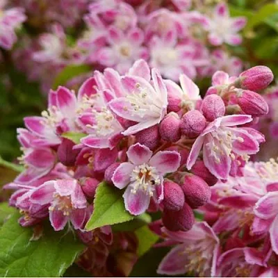 Дейция СТРОБЕРРИ ФИЛДС   Дейция СТРОБЕРРИ ФИЛДС  в Калуге