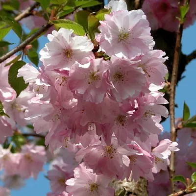 Вишня АККОЛЕЙД цветущая  Вишня АККОЛЕЙД цветущая в Калуге