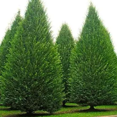 Граб   Граб  в Калуге