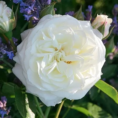 Саженцы роз АЛАБАСТЕР флорибунда  Саженцы роз АЛАБАСТЕР флорибунда в Калуге