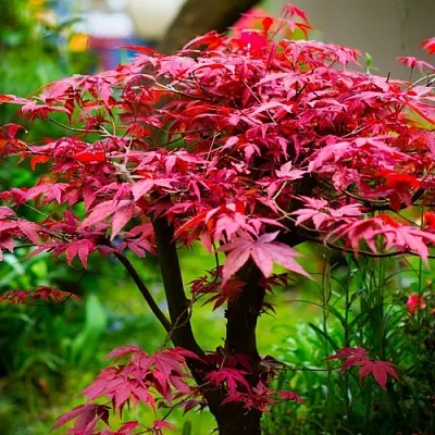 Клен дланевидный АТРОПУРПУРЕУМ  Клен дланевидный АТРОПУРПУРЕУМ в Калуге