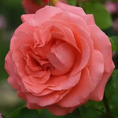 Саженцы роз ДИДИ БРИДЖУОТЕР плетистая  Саженцы роз ДИДИ БРИДЖУОТЕР плетистая в Калуге