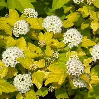 Пузыреплодник ДАРТС ГОЛД  Пузыреплодник ДАРТС ГОЛД в Калуге