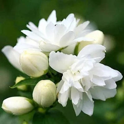 Жасмин ШНЕЕШТРУМ  Жасмин ШНЕЕШТРУМ в Калуге