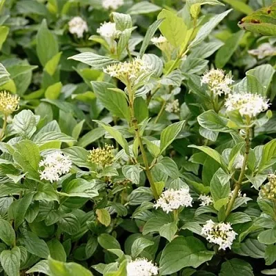 Дерен ФЛАВИРАМЕА отпрысковый   Дерен ФЛАВИРАМЕА отпрысковый  в Калуге