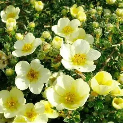 Лапчатка КЛОНДАЙК кустарниковая  Лапчатка КЛОНДАЙК кустарниковая в Калуге