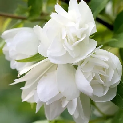 Жасмин МАНТО Д’ЭРМИН  Жасмин МАНТО Д’ЭРМИН в Калуге