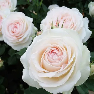 Саженцы роз ПАЛЕ РОЯЛЬ плетистая  Саженцы роз ПАЛЕ РОЯЛЬ плетистая в Калуге