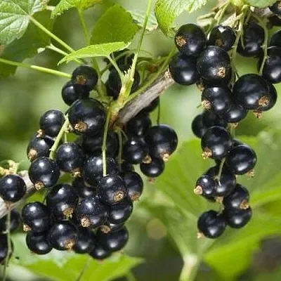 Смородина чёрная ВОЛШЕБНИЦА в Калуге