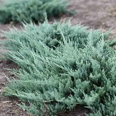 Можжевельник БЛЮ ЧИП горизонтальный в Калуге