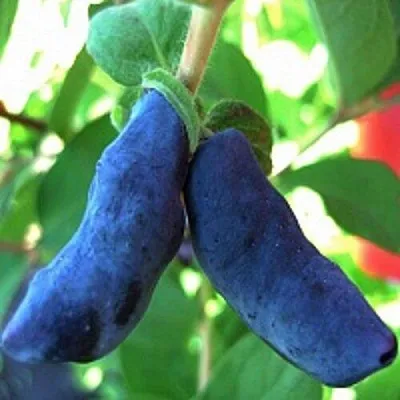 Жимолость съедобная БАКЧАРСКИЙ ВЕЛИКАН  Жимолость съедобная БАКЧАРСКИЙ ВЕЛИКАН в Калуге