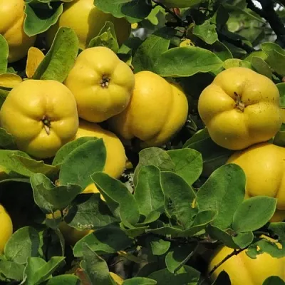 Цидония в Калуге