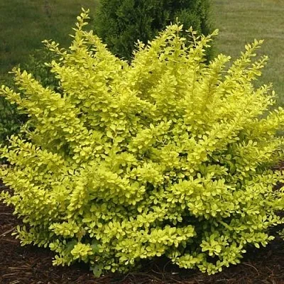 Барбарис АУРЕА тунберга  Барбарис АУРЕА тунберга в Калуге