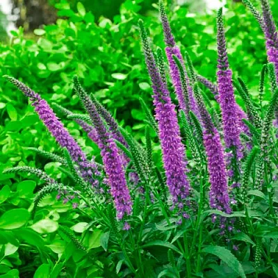 Вероника ФЕСТ МАТЧ длиннолистная в Калуге