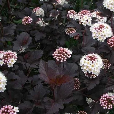 Пузыреплодник ДИАБЛО  Пузыреплодник ДИАБЛО в Калуге