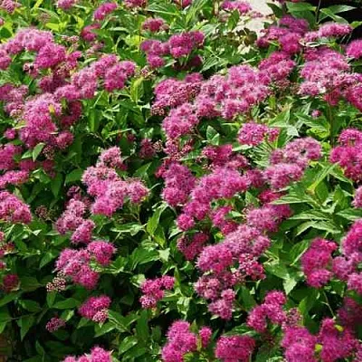 Спирея КРИСПА японская  Спирея КРИСПА японская в Калуге