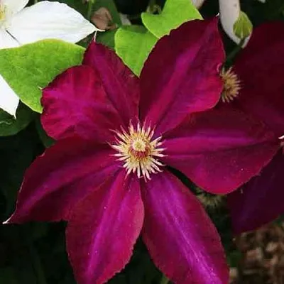 Клематис МАЗОВШЕ в Калуге