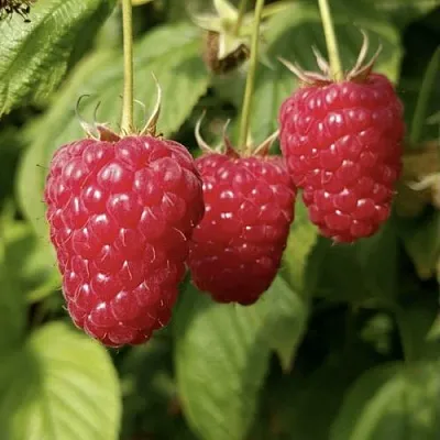 Малина МАПЕМА   Малина МАПЕМА  в Калуге