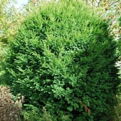 Тис РЕПАНДЕНС ягодный в Калуге