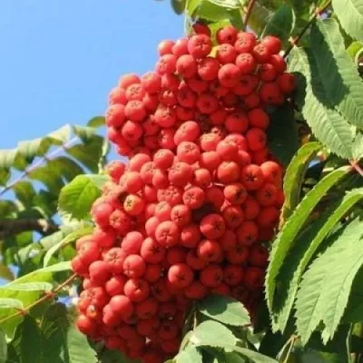 Рябина НЕВЕЖИНСКАЯ сладкоплодная — описание сорта Рябина НЕВЕЖИНСКАЯ сладкоплодная в Калуге