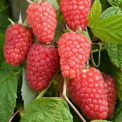 Малина КАСКАД ДЕЛАЙТ  Малина КАСКАД ДЕЛАЙТ в Калуге