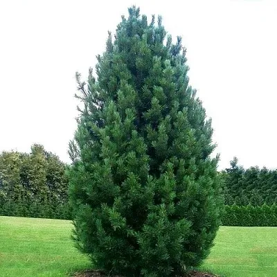 Сосна кедровая   Сосна кедровая  в Калуге