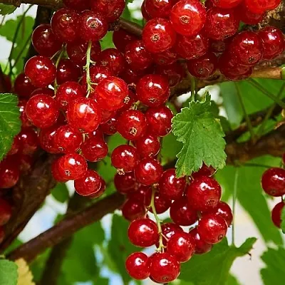 Смородина красная НАТАЛИ в Калуге