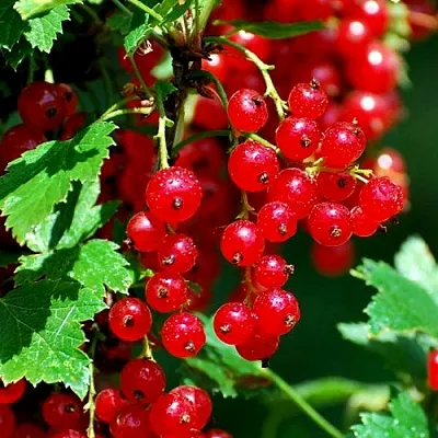 Смородина красная НЕНАГЛЯДНАЯ в Калуге