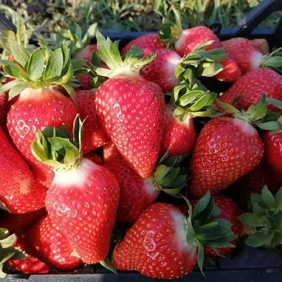 Клубника ЛЮЧИЯ  Клубника ЛЮЧИЯ в Калуге