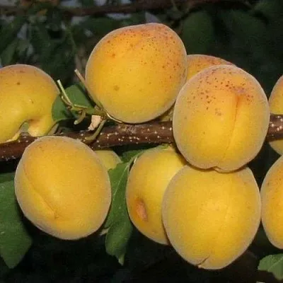 Абрикос ДЕСЕРТНЫЙ ГОЛУБЕВА  Абрикос ДЕСЕРТНЫЙ ГОЛУБЕВА в Калуге