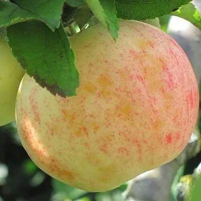 Яблоня ЛЕТНЕЕ СЛАДКОЕ  Яблоня ЛЕТНЕЕ СЛАДКОЕ в Калуге