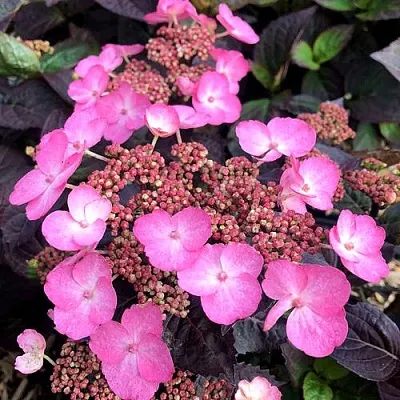 Гортензия ДАРЕДЕВИЛ пильчатая  Гортензия ДАРЕДЕВИЛ пильчатая в Калуге