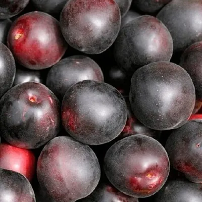 Абрикос ЧЕРНЫЙ ПРИНЦ  Абрикос ЧЕРНЫЙ ПРИНЦ в Калуге