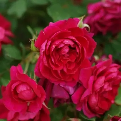 Саженцы роз КВАДРА плетистая  Саженцы роз КВАДРА плетистая в Калуге