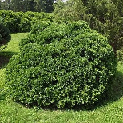 Туя УМБРАКУЛИФЕРА западная  Туя УМБРАКУЛИФЕРА западная в Калуге