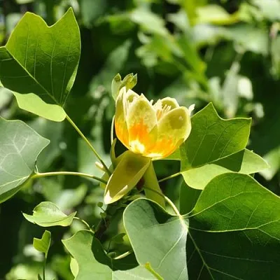 ЛИРИОДЕНДРОН тюльпанный  ЛИРИОДЕНДРОН тюльпанный в Калуге