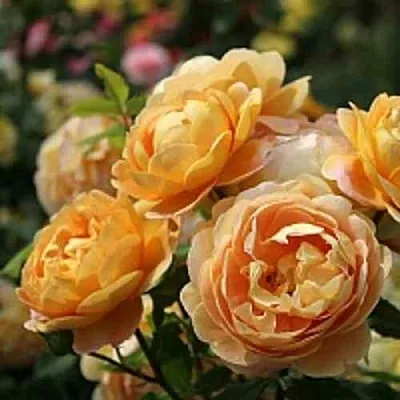 Саженцы роз ГОЛДЕН СЕЛЕБРЕЙШЕН английская  Саженцы роз ГОЛДЕН СЕЛЕБРЕЙШЕН английская в Калуге