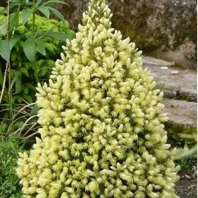 Ель МАЙГОЛД колючая  Ель МАЙГОЛД колючая в Калуге