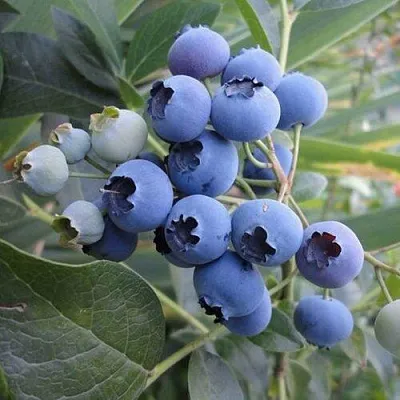 Голубика ЛЕГАЦИЯ  Голубика ЛЕГАЦИЯ в Калуге