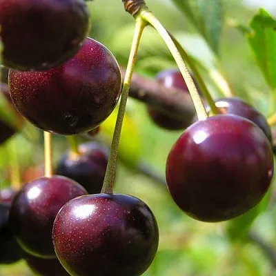 Вишня ЛИВЕНСКАЯ  Вишня ЛИВЕНСКАЯ в Калуге