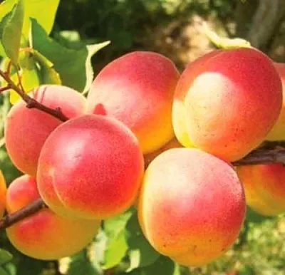 Абрикос NJA-19  Абрикос NJA-19 в Калуге