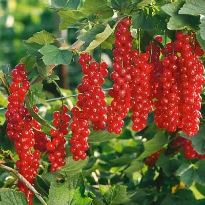 Смородина красная РУДНЕУС в Калуге