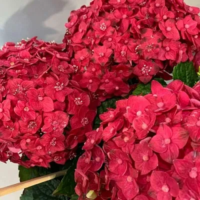 Гортензия ЭНДЛЕСС САММЕР ЛАВ крупнолистная в Калуге