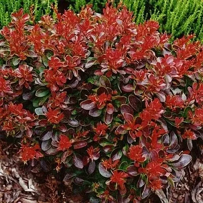 Барбарис КАРМЕН тунберга  Барбарис КАРМЕН тунберга в Калуге