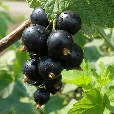 Смородина черная ПИГМЕЙ  Смородина черная ПИГМЕЙ в Калуге