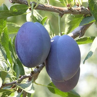 Слива СТЭНЛИ  Слива СТЭНЛИ в Калуге